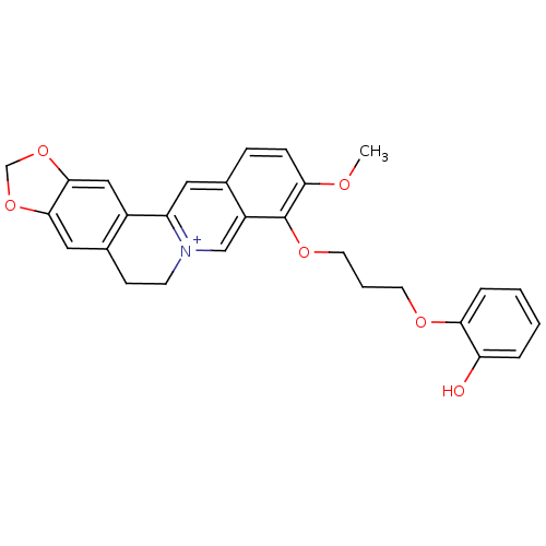PNG