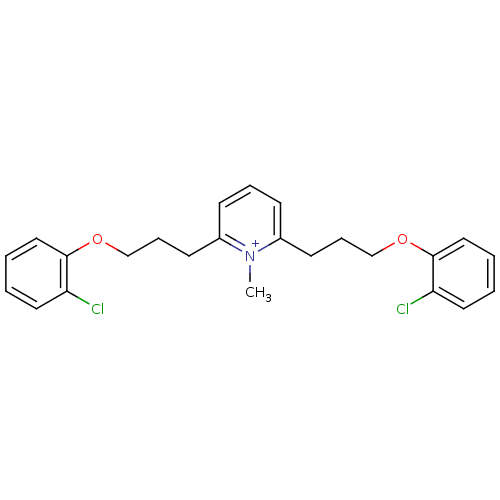 PNG